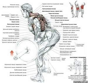 Как накачать мышцы спины