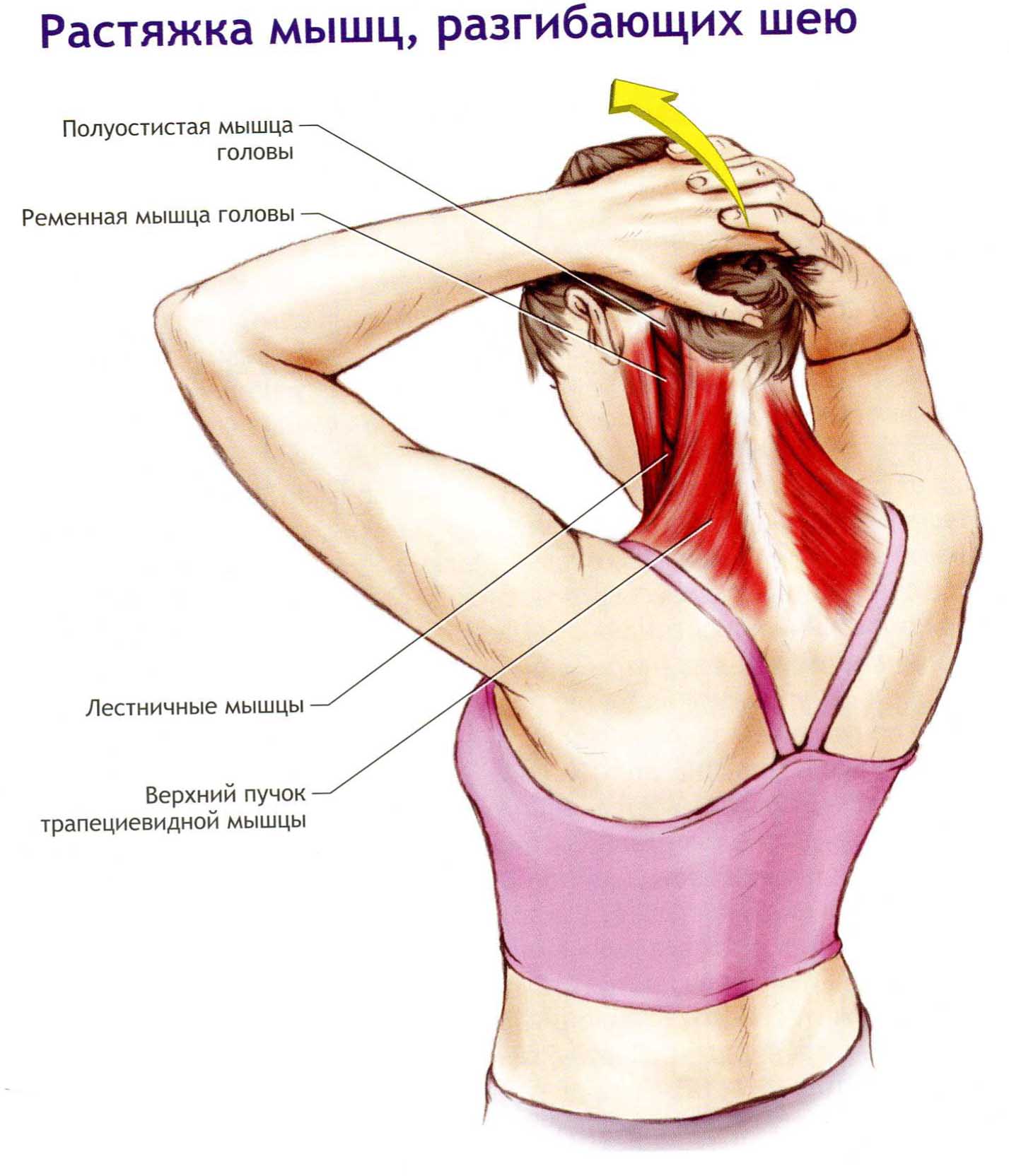 Сильно тянет левый. Растяжка мышц разгибающих шею. Растяжка трапециевидной мышцы шеи. Растянуть мышцы шеи. Упражнения для растягивания мышц шеи.