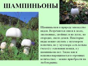 Как выращивать грибы шампиньоны 