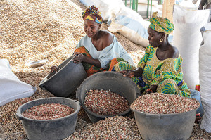 Урожай арахиса в Африке