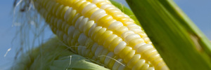 Как выращивают кукурузу
