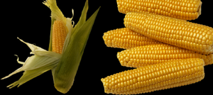 Применение кукурузы