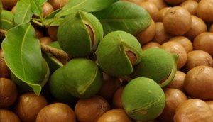 Масло ореха макадамия полезные свойства