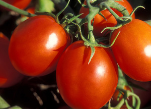 Употребление помидоров: польза и вред для здоровья