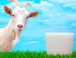 Польза козьего молока 