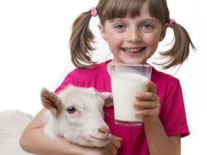 Чем отличается козье молоко от коровьего 